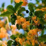 ヒメ日記 2025/09/27 08:45 投稿 東雲　れいか ギン妻パラダイス 谷九店