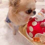 ヒメ日記 2025/12/28 12:04 投稿 イク/Iku 英國屋（金津園）