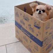 ヒメ日記 2026/01/30 10:24 投稿 イク/Iku 英國屋（金津園）