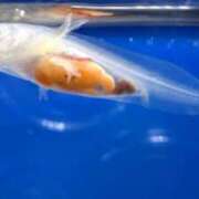 ヒメ日記 2025/06/01 18:48 投稿 ゆうき ソープランド AQUA（アクア）