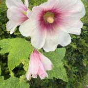 ヒメ日記 2025/07/05 22:10 投稿 ゆうき ソープランド AQUA（アクア）