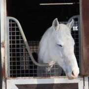 ヒメ日記 2026/03/06 23:10 投稿 ゆうき ソープランド AQUA（アクア）