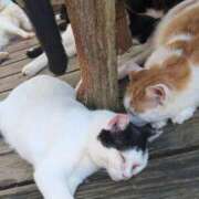 ヒメ日記 2025/09/10 20:16 投稿 けいと 甲府人妻隊