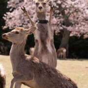 ヒメ日記 2025/04/10 15:02 投稿 ともか ぷるるん小町日本橋店