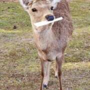 ヒメ日記 2025/09/06 17:15 投稿 ともか ぷるるん小町日本橋店