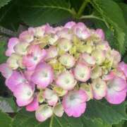 ヒメ日記 2025/06/01 09:18 投稿 鮎川めぐみ セレブショップ新宿（東京ハレ系）