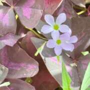 鮎川めぐみ 明日10:30〜 セレブショップ新宿（東京ハレ系）