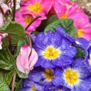 鮎川めぐみ 明日10:30〜 セレブショップ新宿（東京ハレ系）