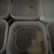 ヒメ日記 2025/11/03 11:15 投稿 水無月　まな エテルナ京都