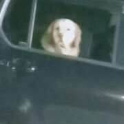 ヒメ日記 2025/07/29 19:17 投稿 あずき 名古屋ちゃんこ