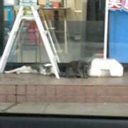 ヒメ日記 2025/09/09 17:37 投稿 あずき 名古屋ちゃんこ