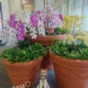 ヒメ日記 2025/03/21 19:44 投稿 つかさ 池袋人妻ヒットパレード（シンデレラグループ）