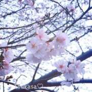 ヒメ日記 2025/04/01 23:50 投稿 つかさ 池袋人妻ヒットパレード（シンデレラグループ）