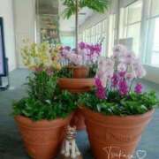 ヒメ日記 2025/04/11 15:17 投稿 つかさ 池袋人妻ヒットパレード（シンデレラグループ）