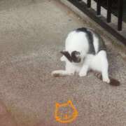 ヒメ日記 2025/10/15 21:29 投稿 つかさ 池袋人妻ヒットパレード（シンデレラグループ）