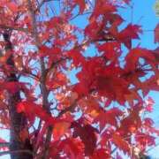 ヒメ日記 2025/11/19 11:06 投稿 つかさ 池袋人妻ヒットパレード（シンデレラグループ）