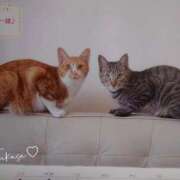 ヒメ日記 2026/02/17 23:27 投稿 つかさ 池袋人妻ヒットパレード（シンデレラグループ）