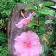 ヒメ日記 2026/03/24 22:16 投稿 つかさ 池袋人妻ヒットパレード（シンデレラグループ）