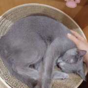 ヒメ日記 2026/04/12 11:49 投稿 つかさ 池袋人妻ヒットパレード（シンデレラグループ）