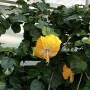 ヒメ日記 2026/04/09 01:52 投稿 さいり 熟女の風俗最終章 蒲田店