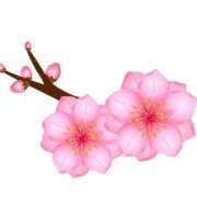 ヒメ日記 2025/03/06 23:12 投稿 めい 岐阜岐南各務原ちゃんこ