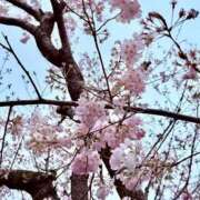 ヒメ日記 2025/04/02 19:27 投稿 めい 岐阜岐南各務原ちゃんこ