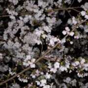 ヒメ日記 2025/04/03 22:57 投稿 めい 岐阜岐南各務原ちゃんこ