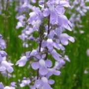 ヒメ日記 2025/04/29 15:34 投稿 めい 岐阜岐南各務原ちゃんこ