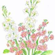 めい 3月5日(木) 17時半〜 殿方様♡ 岐阜岐南各務原ちゃんこ