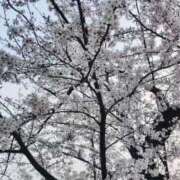 ヒメ日記 2026/03/31 19:17 投稿 めい 岐阜岐南各務原ちゃんこ