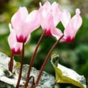 ヒメ日記 2024/12/17 02:07 投稿 けい 人妻美人館