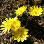 ヒメ日記 2025/03/11 02:08 投稿 けい 人妻美人館