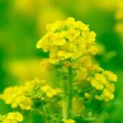 ヒメ日記 2025/03/14 03:09 投稿 けい 人妻美人館