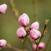 ヒメ日記 2025/03/29 03:09 投稿 けい 人妻美人館