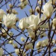 ヒメ日記 2025/03/30 03:07 投稿 けい 人妻美人館