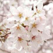 ヒメ日記 2025/04/04 03:08 投稿 けい 人妻美人館