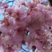 ヒメ日記 2025/04/05 03:08 投稿 けい 人妻美人館