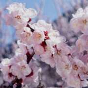 ヒメ日記 2025/04/06 03:08 投稿 けい 人妻美人館