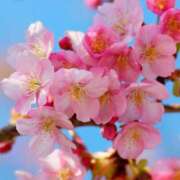 ヒメ日記 2025/04/12 03:07 投稿 けい 人妻美人館