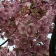 ヒメ日記 2025/04/15 10:40 投稿 けい 人妻美人館