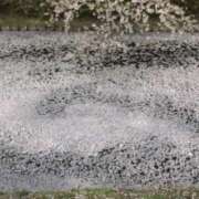 ヒメ日記 2025/04/19 03:08 投稿 けい 人妻美人館