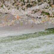 ヒメ日記 2025/04/20 03:07 投稿 けい 人妻美人館