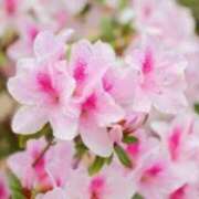 ヒメ日記 2025/04/25 03:10 投稿 けい 人妻美人館