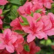 ヒメ日記 2025/04/26 03:06 投稿 けい 人妻美人館