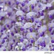 ヒメ日記 2025/04/29 02:08 投稿 けい 人妻美人館