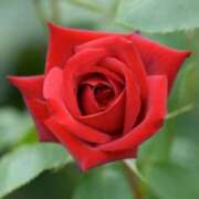 ヒメ日記 2025/05/13 02:11 投稿 けい 人妻美人館