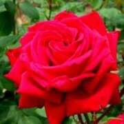 ヒメ日記 2025/05/16 03:10 投稿 けい 人妻美人館