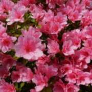 ヒメ日記 2025/05/18 03:11 投稿 けい 人妻美人館