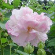 ヒメ日記 2025/05/23 03:07 投稿 けい 人妻美人館