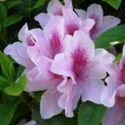 ヒメ日記 2025/05/24 03:08 投稿 けい 人妻美人館